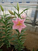 [4305 Ovada VH No01.JPG]